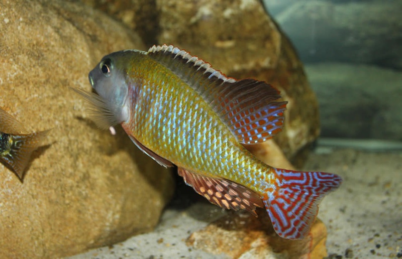 Lethrinops albus 'Kande Island'